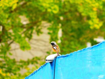 Daurian Redstart 船橋市 Sun, 11/1/2020