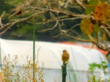 Daurian Redstart 船橋市 Sun, 11/1/2020