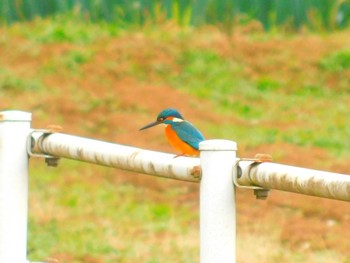 Common Kingfisher 船橋市 Sat, 12/12/2020