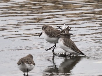 Dunlin 西宮市武庫川 Sun, 12/13/2020