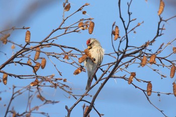 Mon, 12/14/2020 Birding report at 北海道 函館市 東山