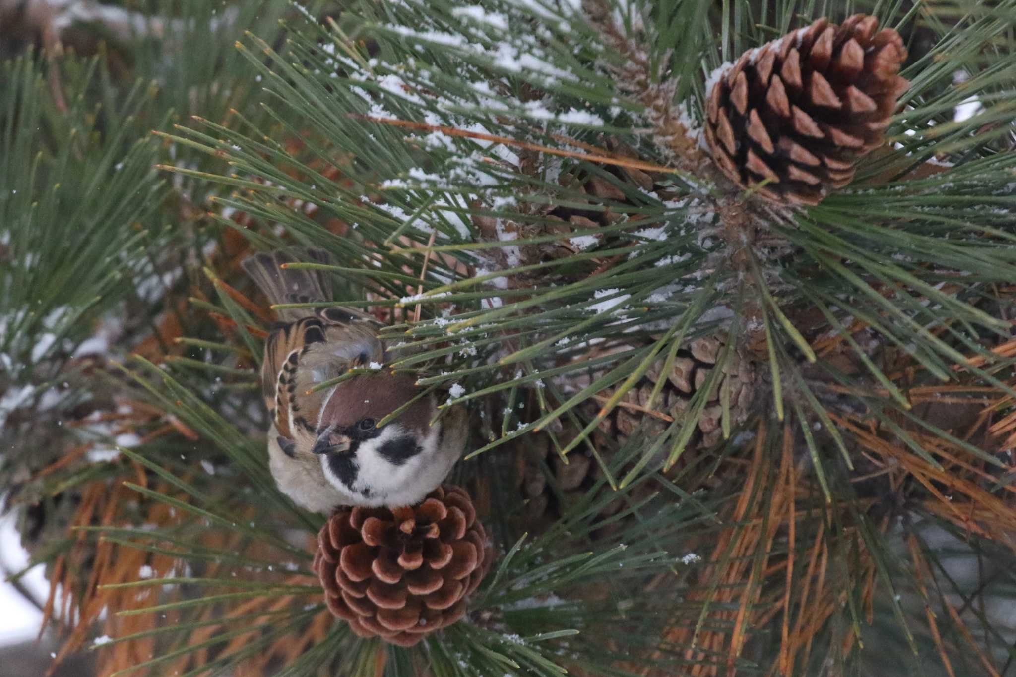 Eurasian Tree Sparrow