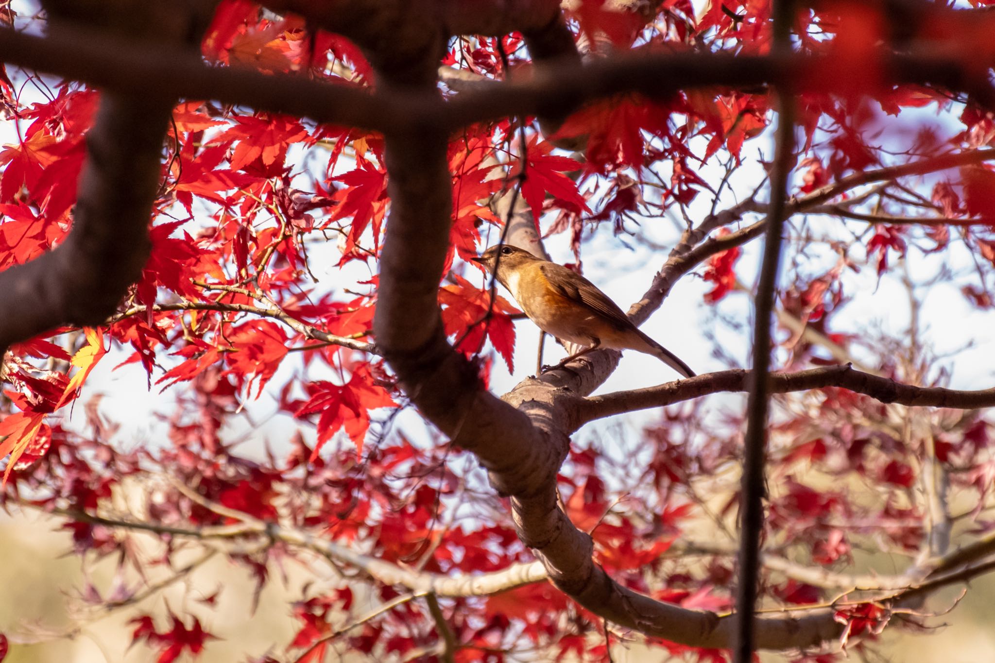 明治神宮 ルリビタキの写真 by Marco Birds