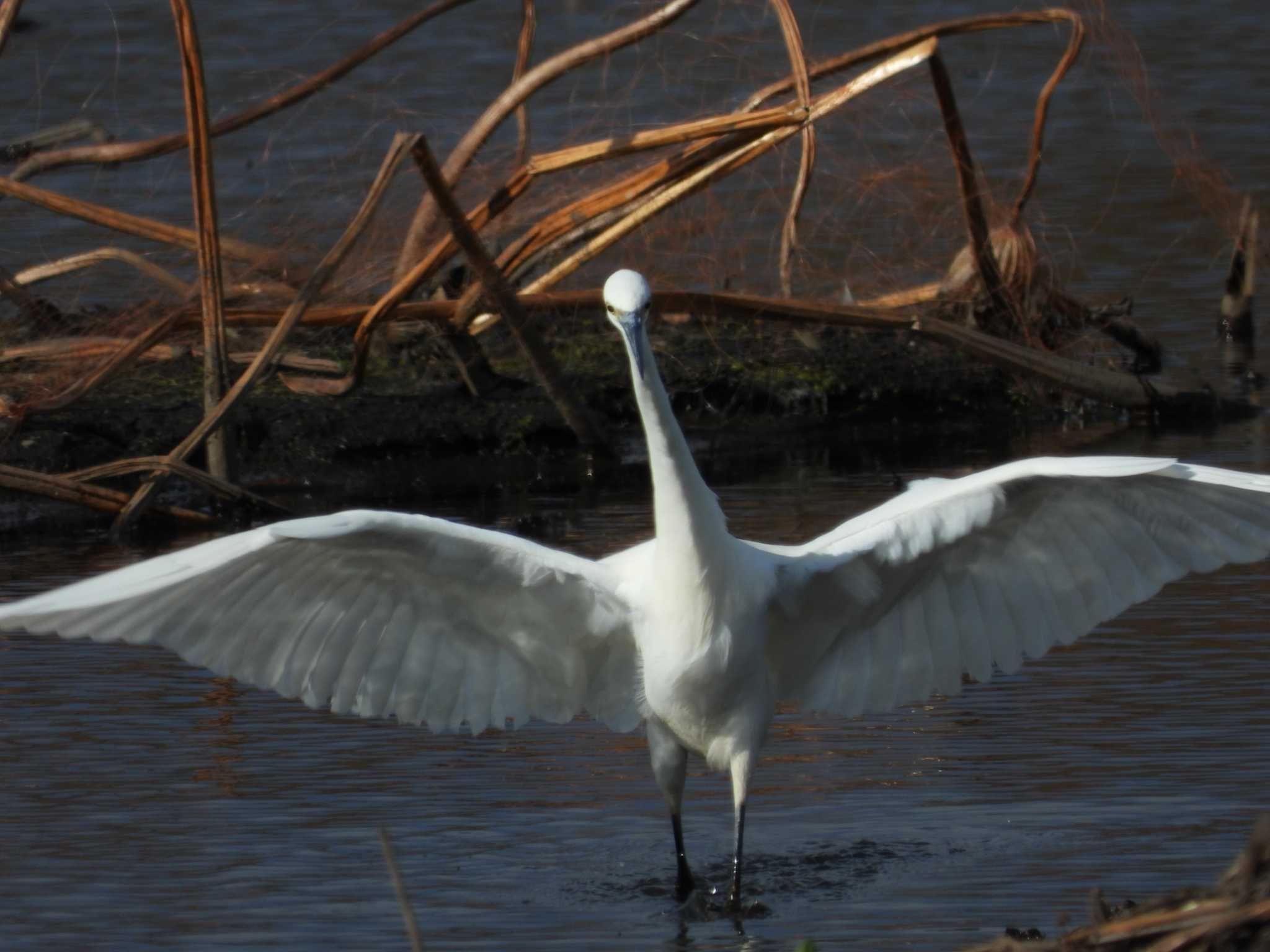 Little Egret