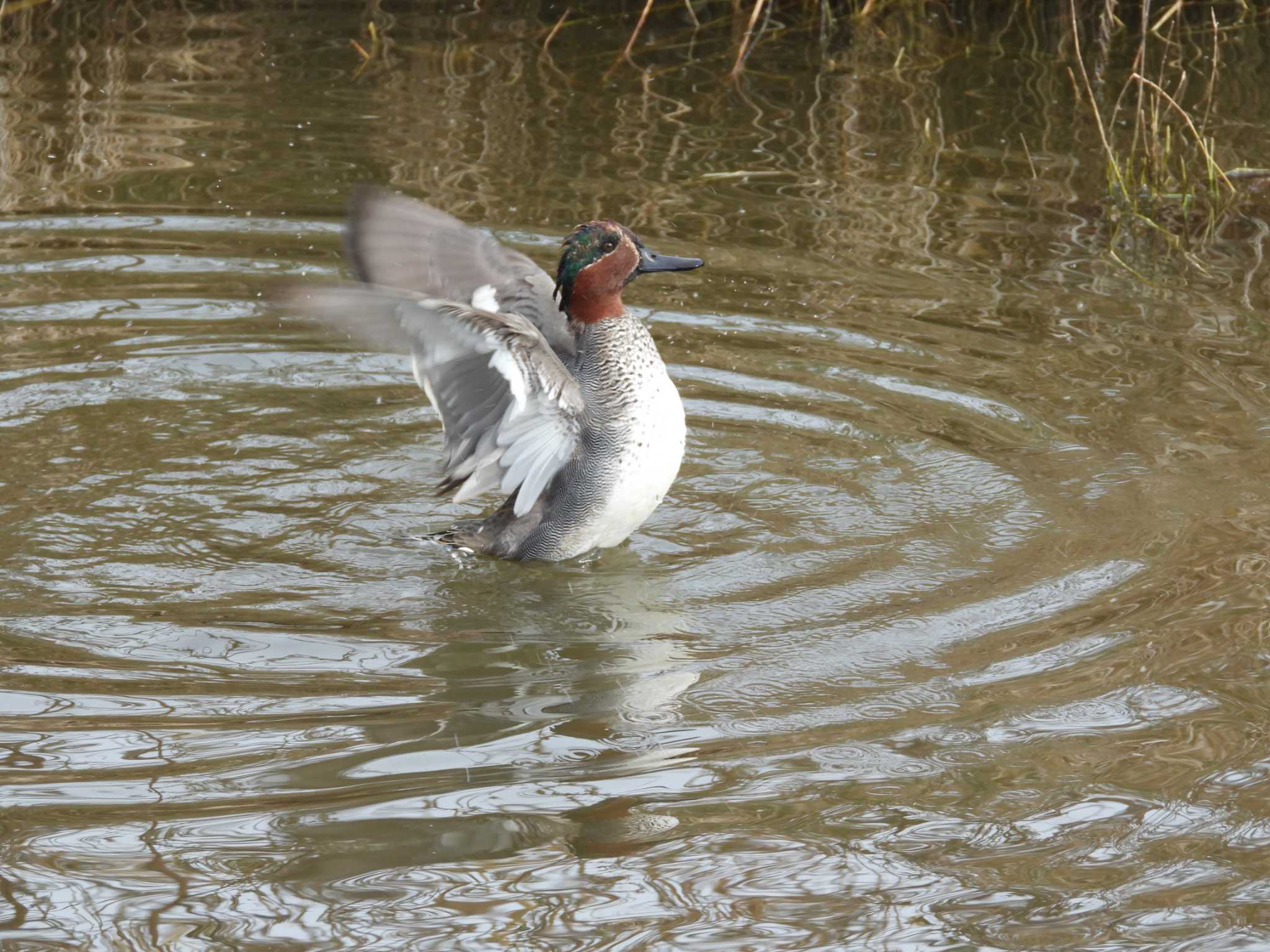 Eurasian Teal