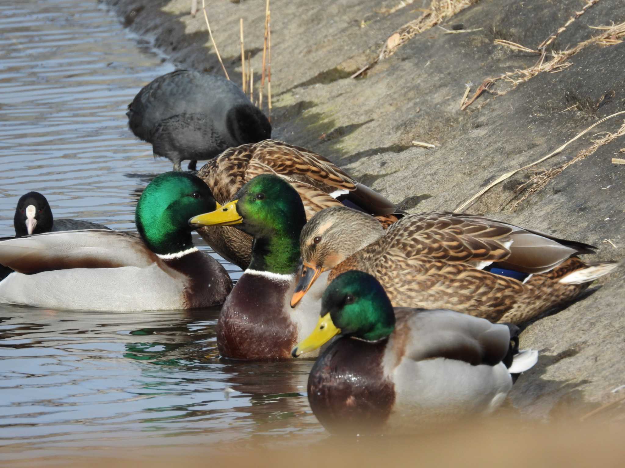 鶴沼公園 マガモの写真 by 奈佐原 顕郎