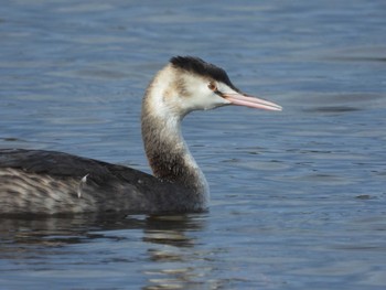 Great Crested Grebe 鶴沼公園 Mon, 12/14/2020