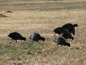 Eurasian Coot 鶴沼公園 Mon, 12/14/2020