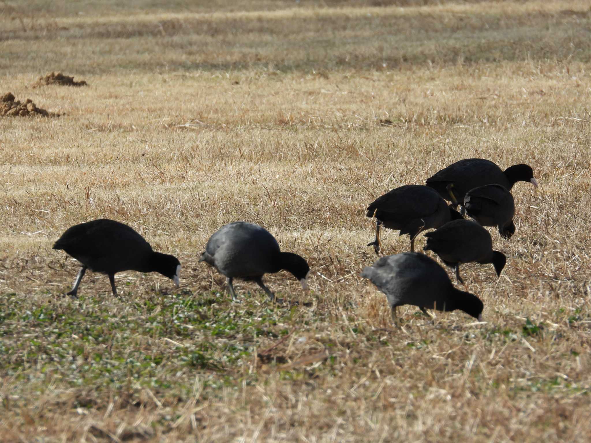 Eurasian Coot