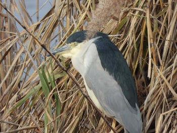 Black-crowned Night Heron 鶴沼公園 Mon, 12/14/2020