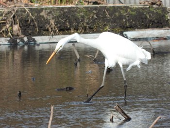 Great Egret 鶴沼公園 Mon, 12/14/2020