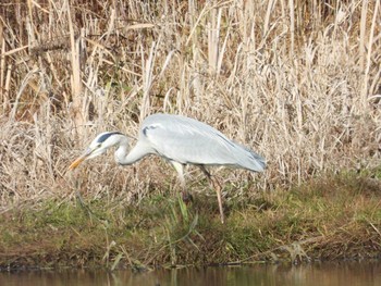 Grey Heron 鶴沼公園 Mon, 12/14/2020