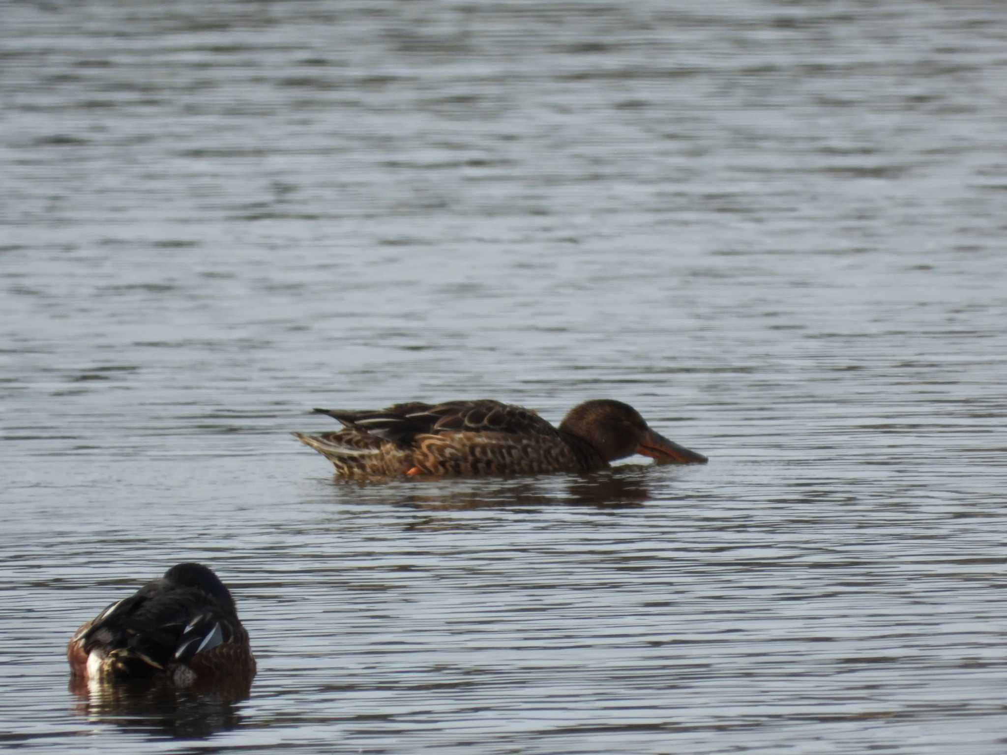 Northern Shoveler