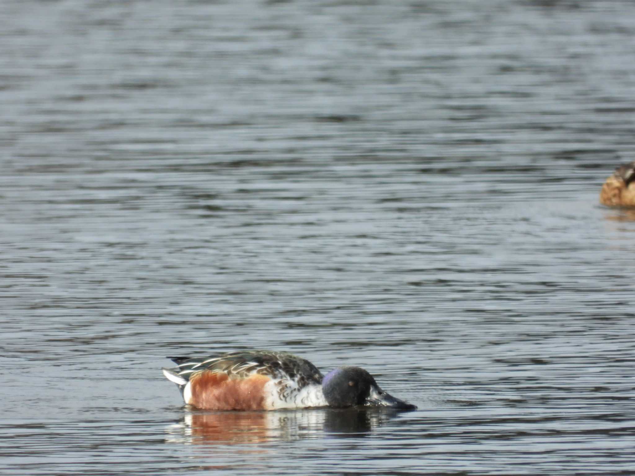 Photo of Northern Shoveler at 鶴沼公園 by 奈佐原 顕郎