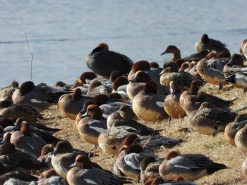 ヒドリガモ 鶴沼公園 2020年12月14日(月)