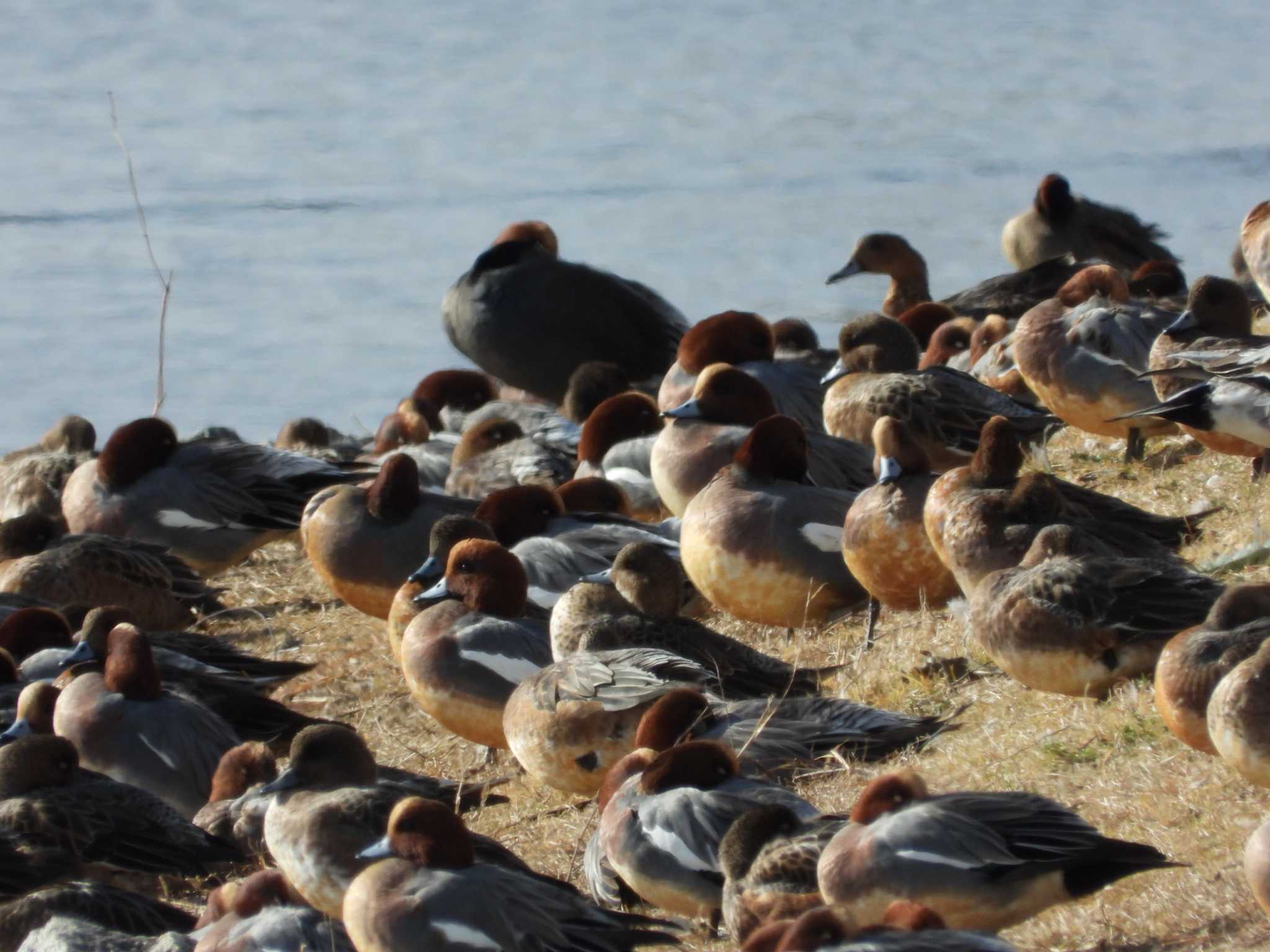 Eurasian Wigeon