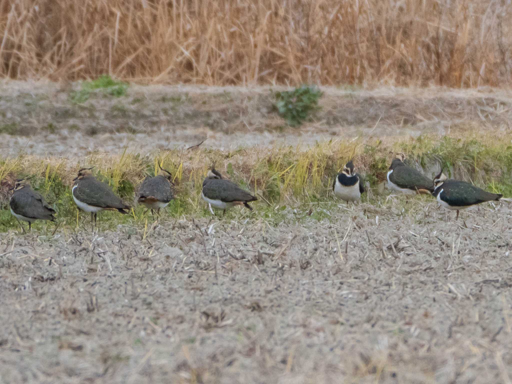 タゲリ