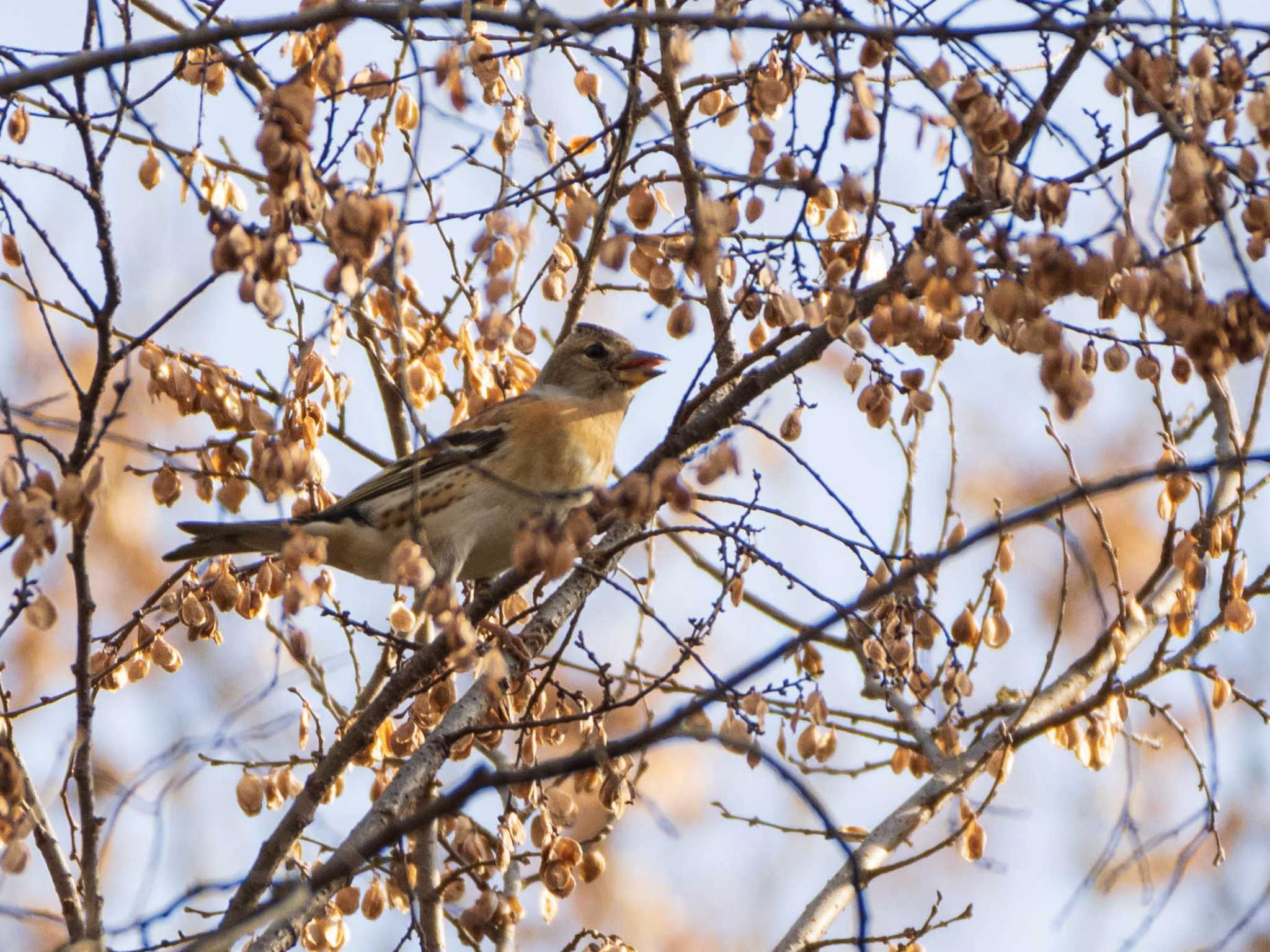 秋ヶ瀬公園 アトリの写真 by ryokawameister