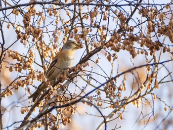 2020年12月13日(日) 秋ヶ瀬公園の野鳥観察記録