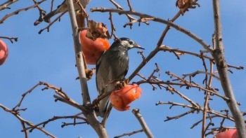 2020年12月12日(土) 多摩川河口付近の野鳥観察記録