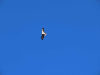 2020年12月15日(火) 養老渓谷の野鳥観察記録