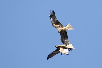 Black Kite 三重県伊賀市 Thu, 11/3/2016