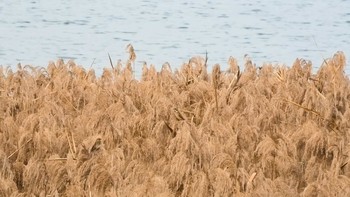 オオジュリン 多摩川河口付近 2020年12月12日(土)