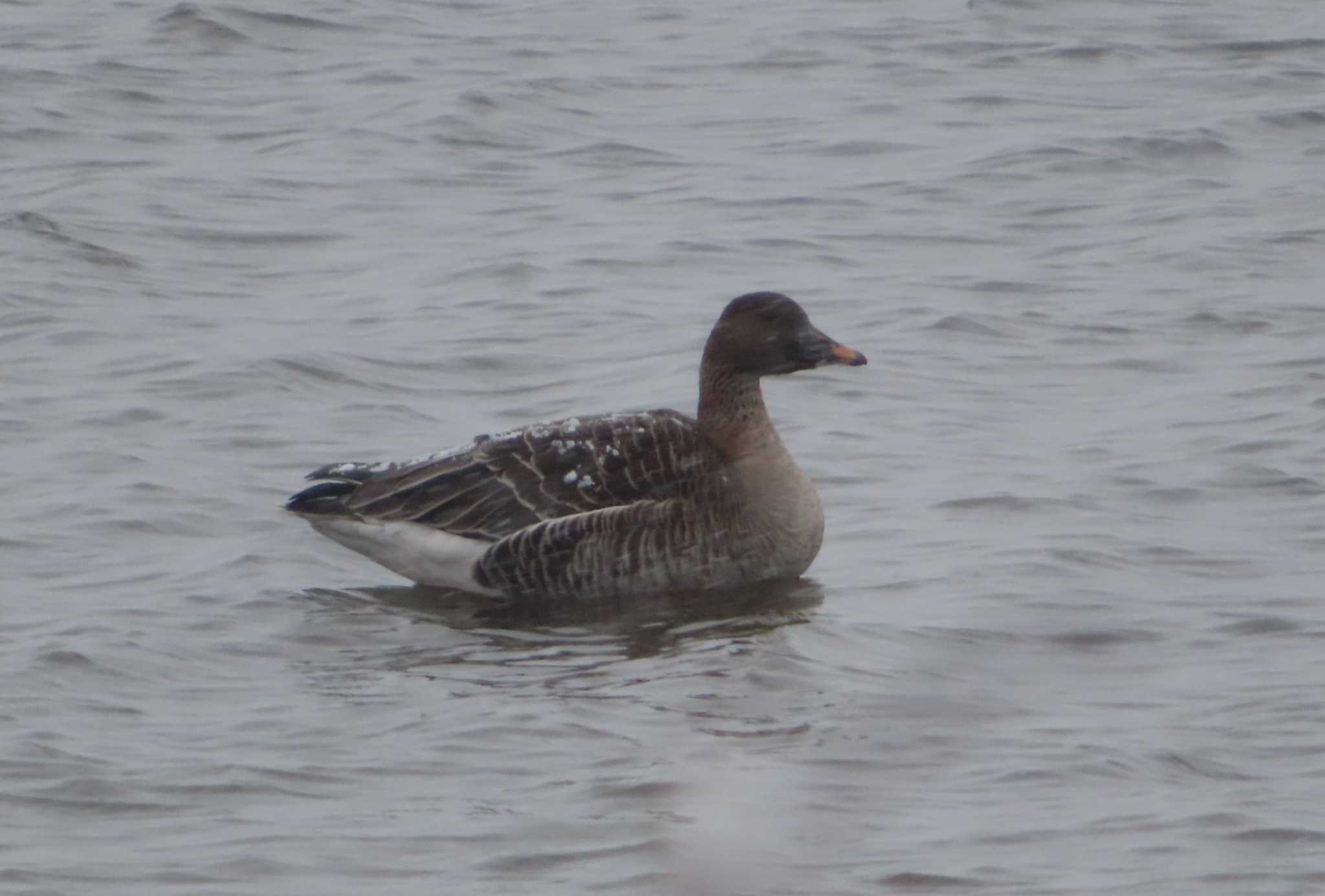 Tundra Bean Goose