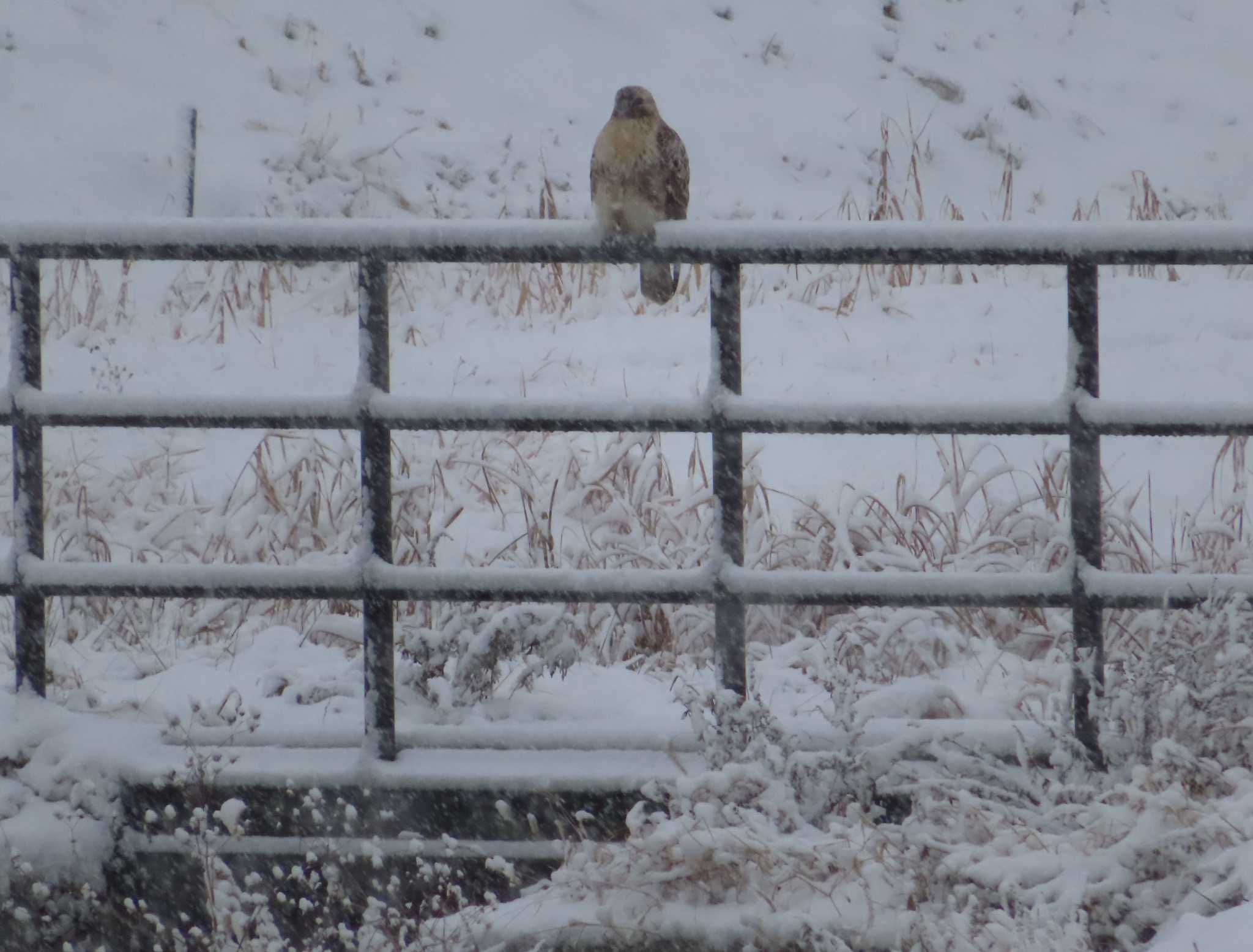 Eastern Buzzard