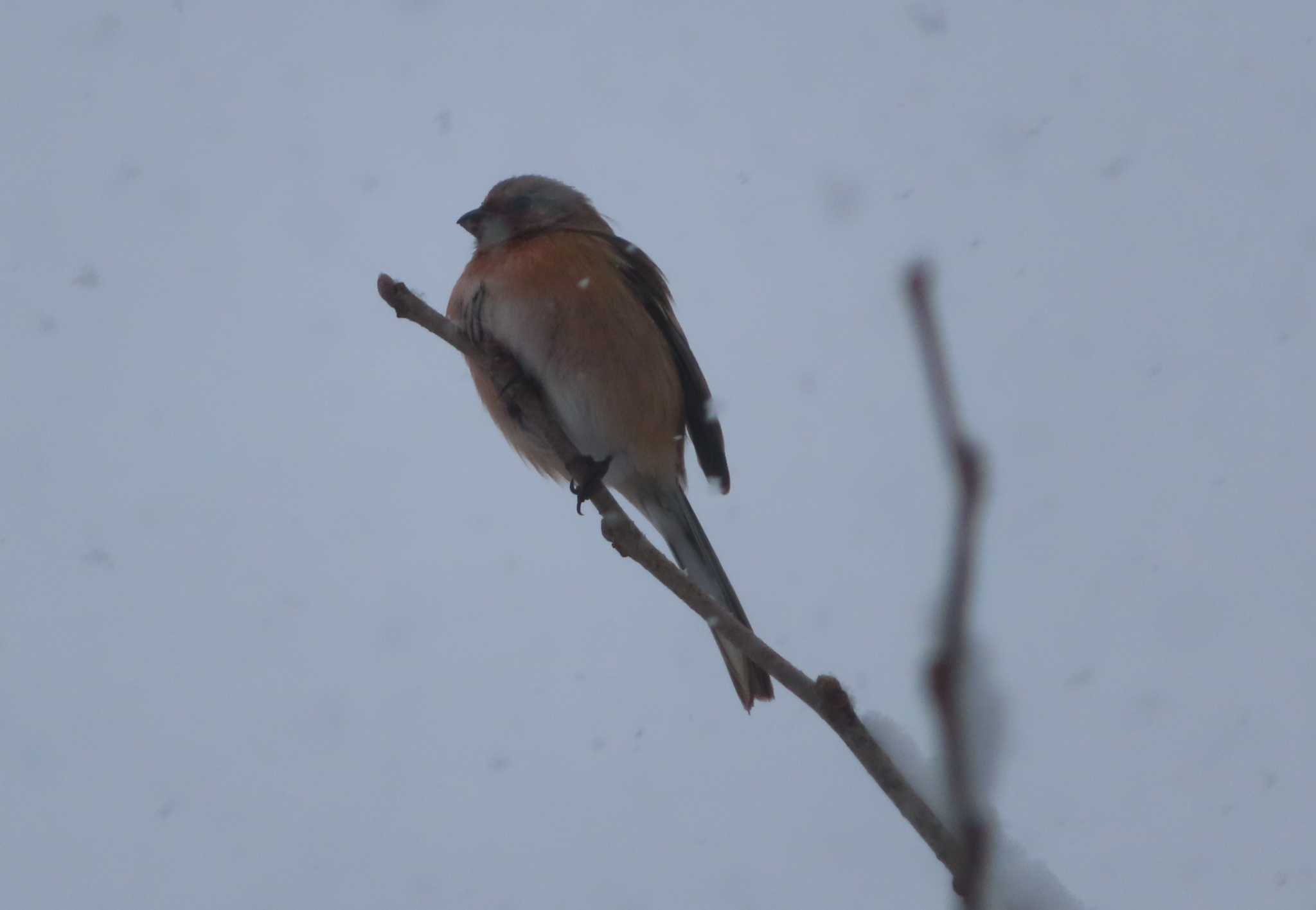 Siberian Long-tailed Rosefinch