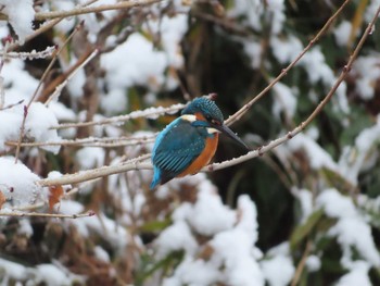 2020年12月15日(火) 青葉山公園の野鳥観察記録