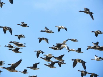 2020年12月15日(火) 長都沼(千歳市)の野鳥観察記録