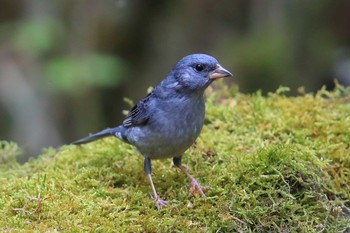 Grey Bunting Unknown Spots Sun, 5/15/2016