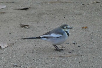 2020年12月15日(火) 東京都北区の野鳥観察記録