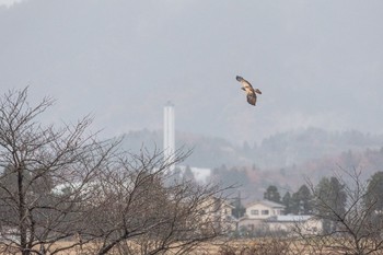 チュウヒ 瓢湖 2020年12月13日(日)