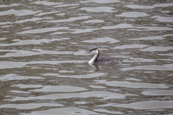 Great Crested Grebe 瓢湖 Sun, 12/13/2020