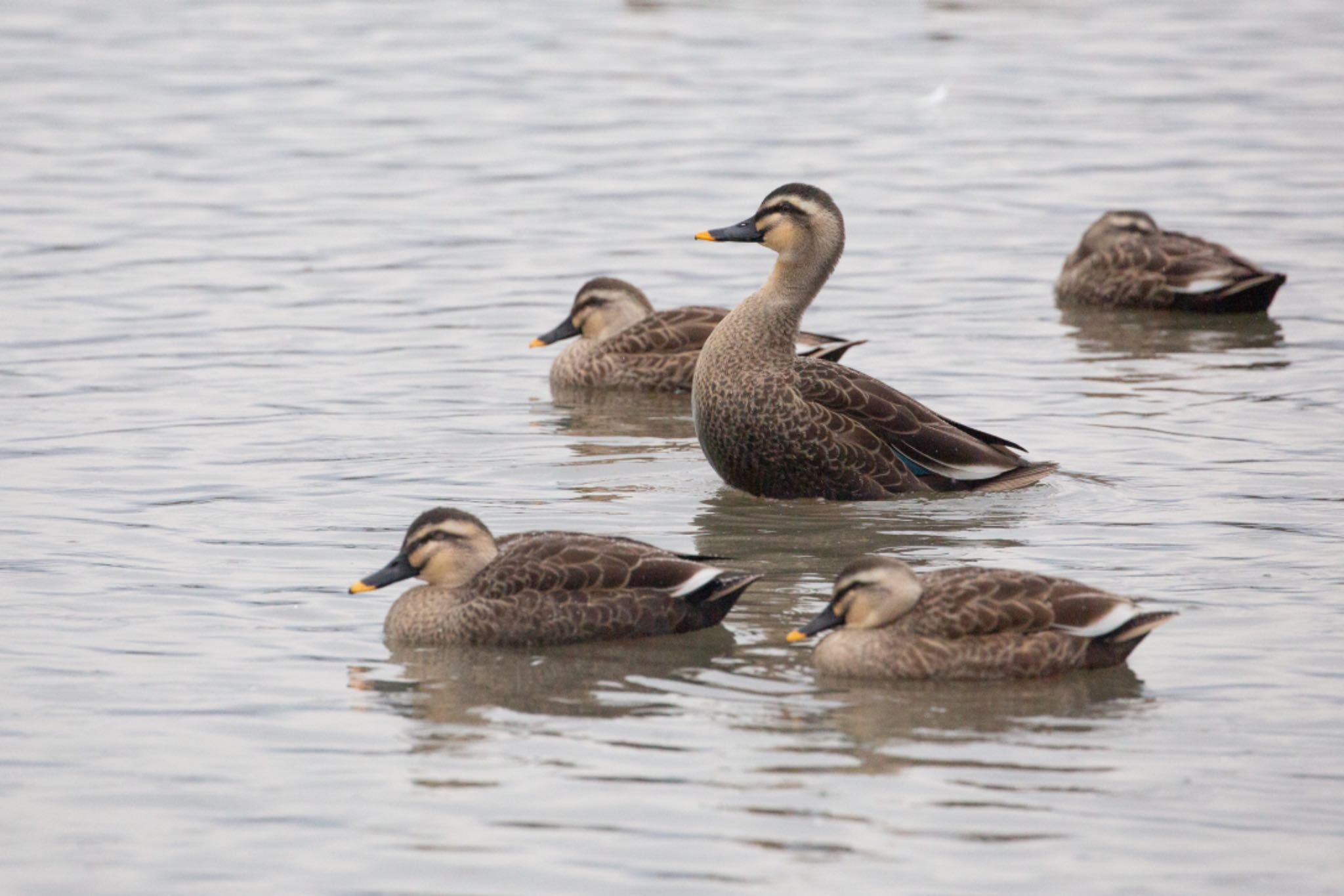 Photo of Eastern Spot-billed Duck at 瓢湖 by Leaf