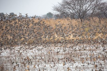 Eurasian Teal 瓢湖 Sun, 12/13/2020