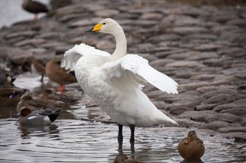 Whooper Swan 瓢湖 Sat, 12/12/2020