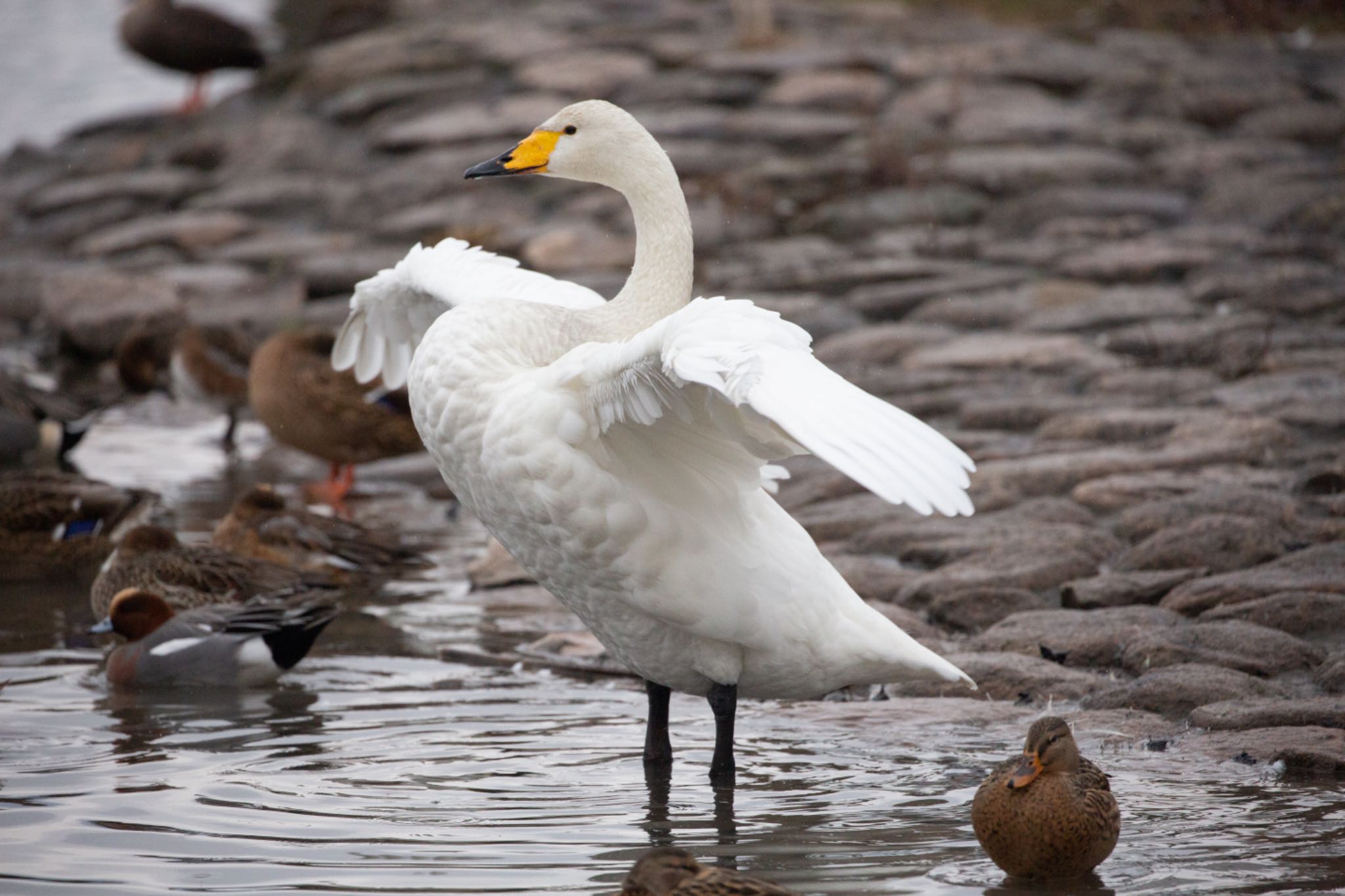 Photo of Whooper Swan at 瓢湖 by Leaf