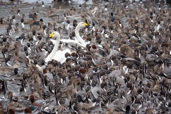 Whooper Swan 瓢湖 Sun, 12/13/2020