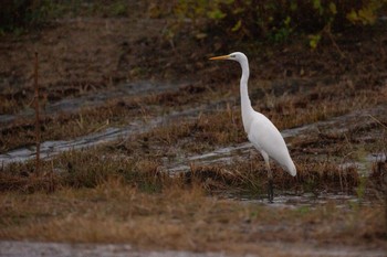 ダイサギ 瓢湖 2020年12月12日(土)