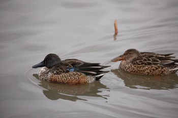 Northern Shoveler 瓢湖 Sat, 12/12/2020