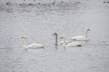 コハクチョウ 瓢湖 2020年12月13日(日)