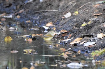 2020年12月15日(火) 熊谷大麻生公園の野鳥観察記録