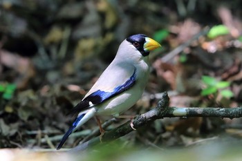 Japanese Grosbeak Unknown Spots Sat, 5/21/2016