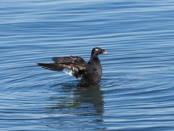 2020年12月15日(火) 千葉県新浦安の野鳥観察記録