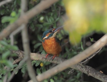 Common Kingfisher Unknown Spots Sat, 10/3/2020