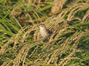 Zitting Cisticola Unknown Spots Mon, 10/26/2020