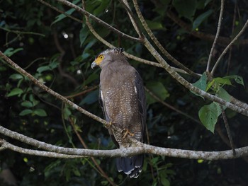 Crested Serpent Eagle Unknown Spots Sun, 10/25/2020